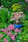 USA, Washington State, Sammamish. pink Astilbe and Caladium plants in garden Art Print
